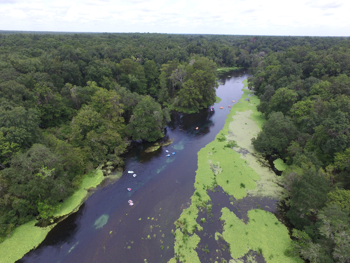 Aerial photo of paddlers and tubers in the summer at Ichetucknee River State Park. 